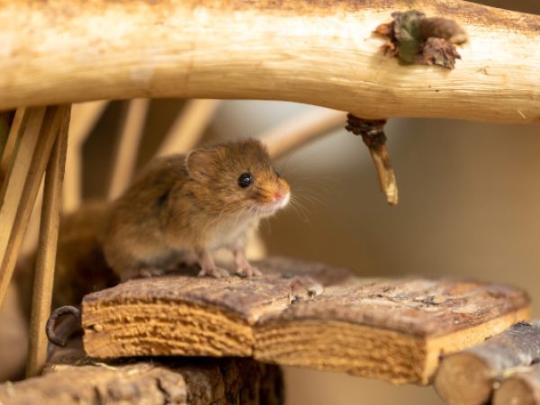 Photography Experience Days