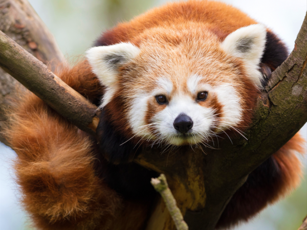 Welcome to Dublin Zootique!