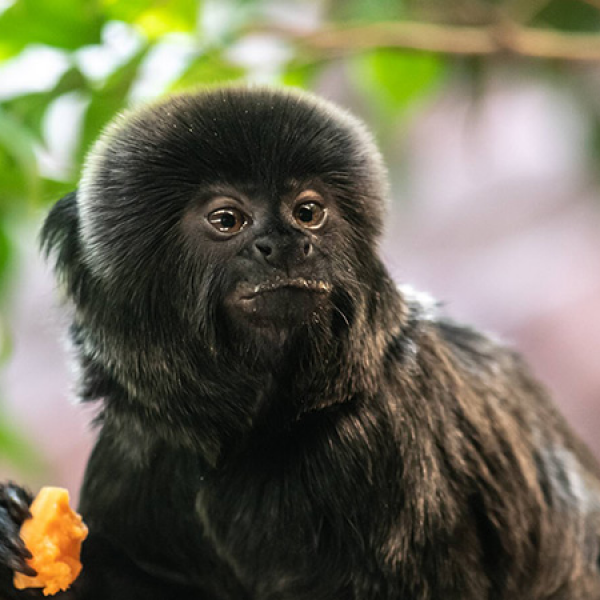 Shaldon Zoo Memberships