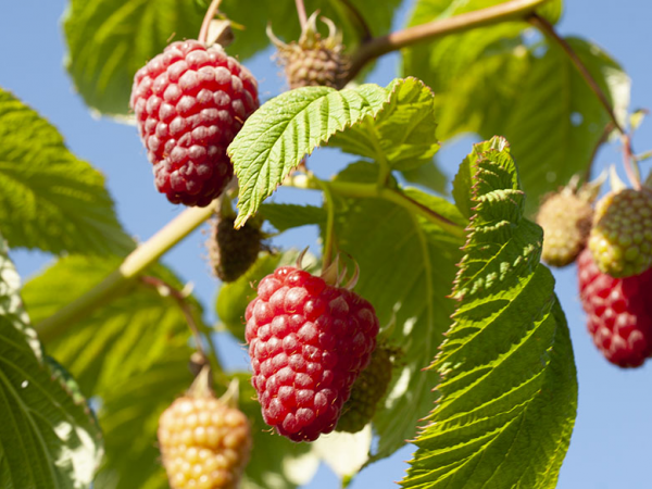 .Summer Pick Your Own - check crop availability before booking)