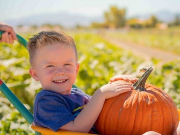Pick Your Own Pumpkins