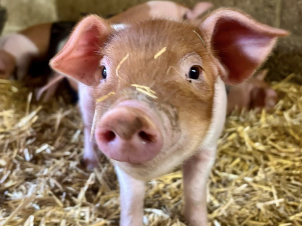 Farm Admission