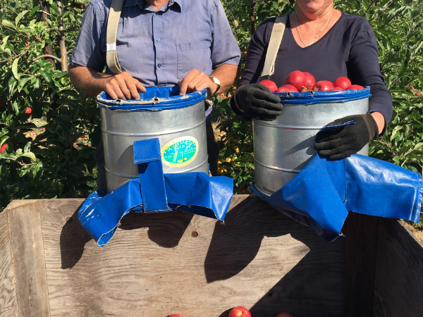Pick Your Own Apples