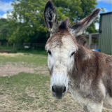 May Half-Term Fun on the Farm - 25th May - 2nd June 2024