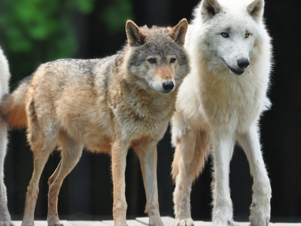 Wolf Awareness Weekend