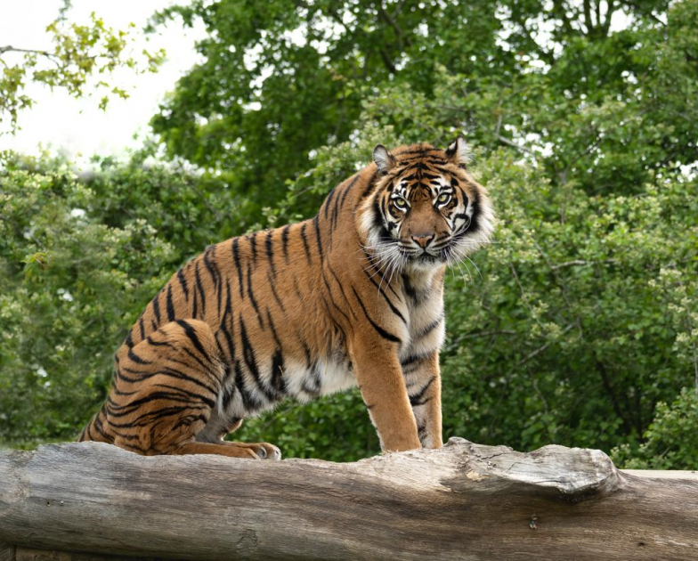 buy-cat-adoptions-tickets-online-the-big-cat-sanctuary