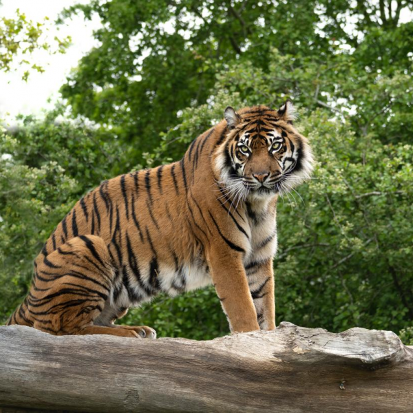 research big cat sanctuary