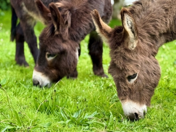 Clovelly Donkey Dawdles