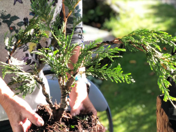 Create A Bonsai Workshop