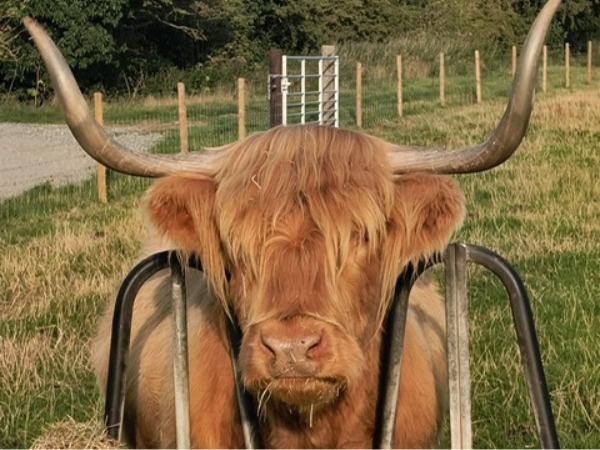 Highland Cow Cuddle with an Afternoon Tea