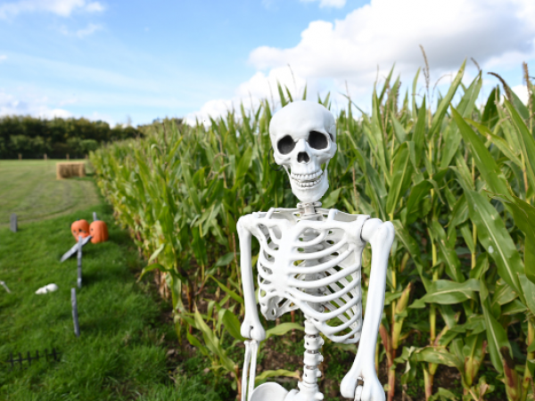 Halloween Maize Maze Trail