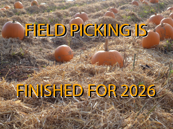 Pumpkin Picking Experience