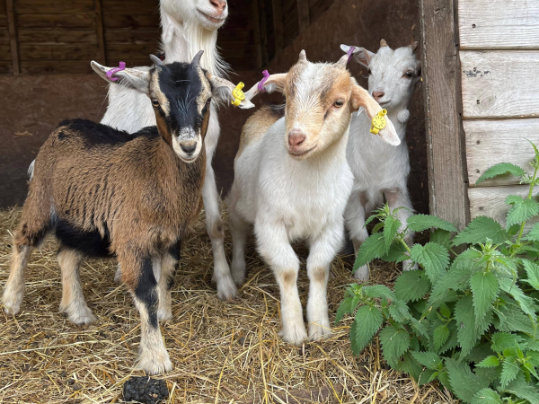 Junior Farmer Day - Friday 29th May