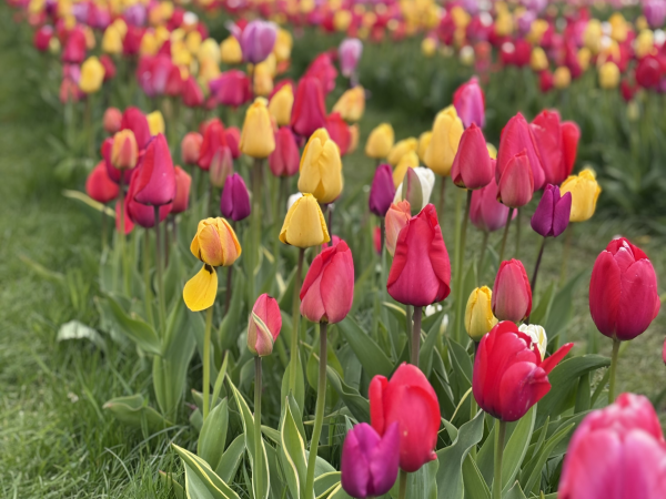 Scottish Tulip Festival