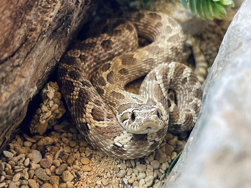 Buy Reptile Experience Tickets online All Things Wild