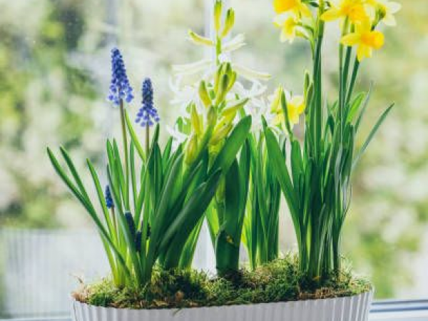 Create a Spring Planter with Periwinkle Barn