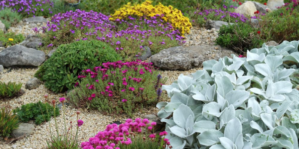 An introduction to Alpine Gardening