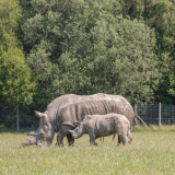 safari park manchester