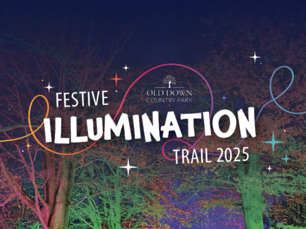 Festive Illumination Trail