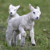 Spring Lambing Sessions