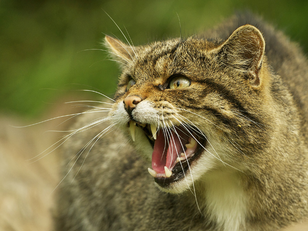 Scottish wildcat