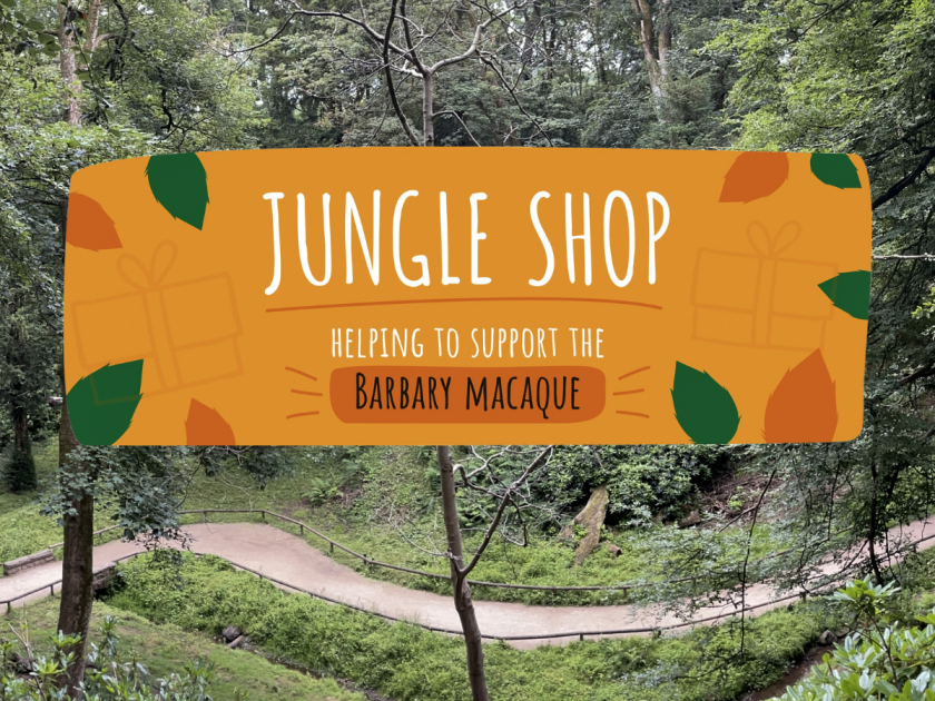 Buy Jungle Shop Tickets Online Monkey Forest buy-jungle-shop-tickets-online-monkey-forest