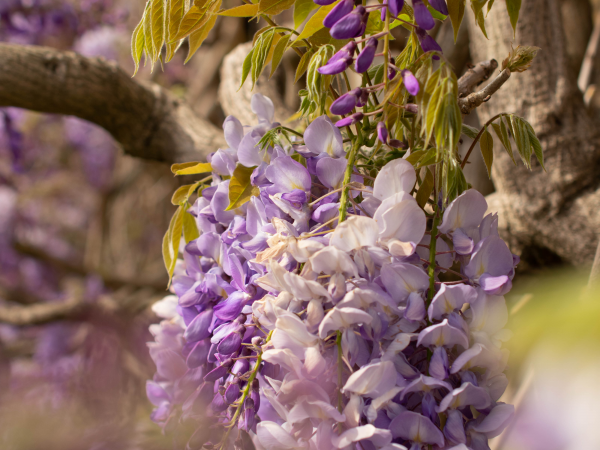 After hours wisteria walk