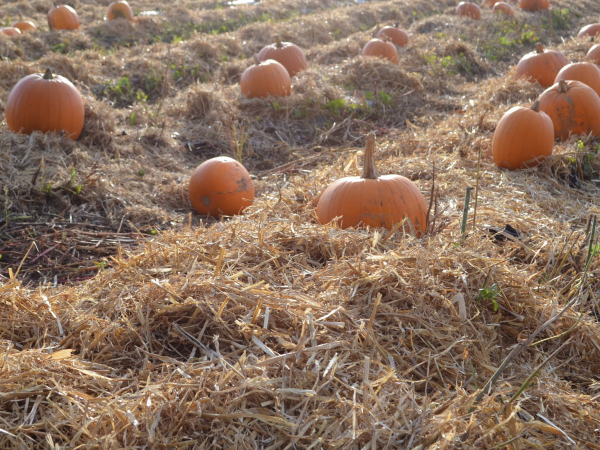 October Pumpkin Picking