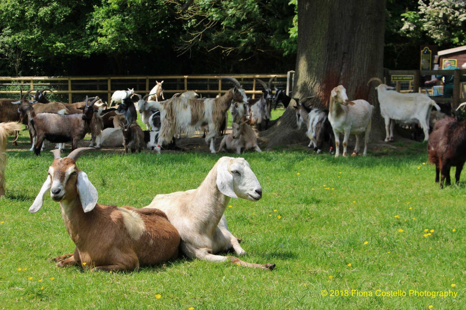 Buy Donations Tickets online Buttercups Goat Sanctuary