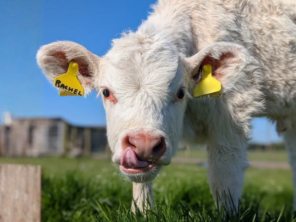 Summer Savings at Briarlands Farm!