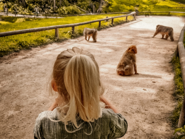 Monkey Experience Zoo