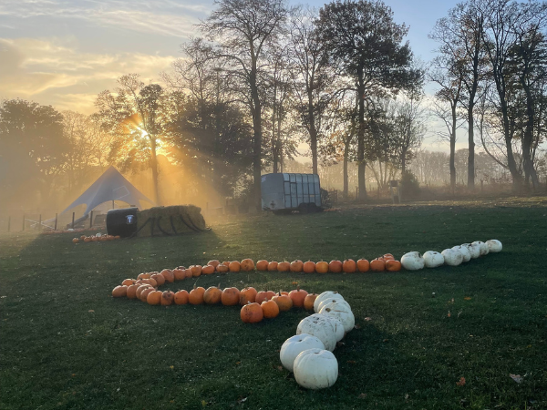 Pumpkin's & Pygmies