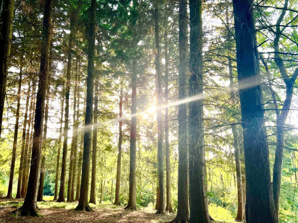 Woodland Meditation & Sound Bath at Well Read