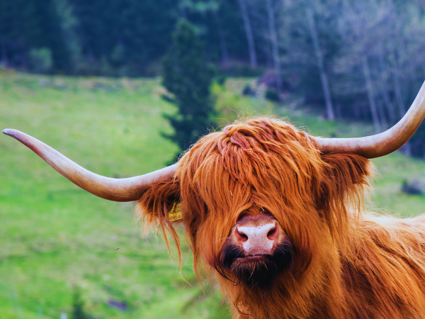 Horns, Hooves & Hugs