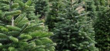 Christmas Tree Collections 2024