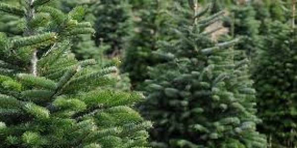 Christmas Tree Collections 2024