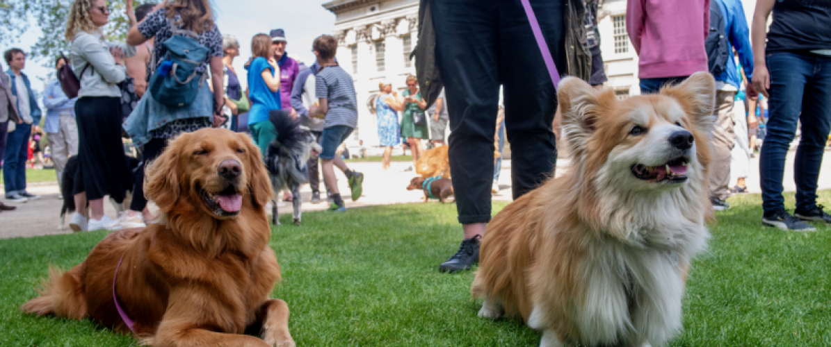 Greenwich Dog Show 2026: Competition Categories & Participant Audience Tickets: Sun 24 May | 9:30am Onwards