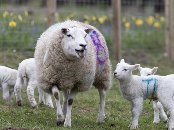 Lambing Session Vouchers