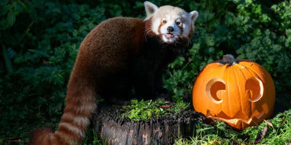 Pumpkin Making Workshop 2024