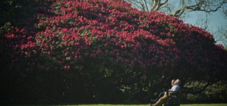 Garden landscape