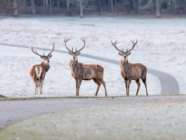Deer Park and Gardens