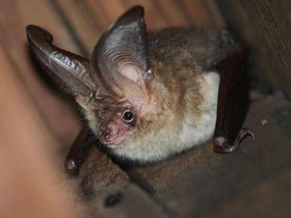 Nocturnal Discovery Walk