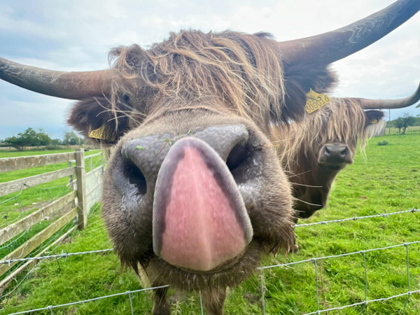 £5 January Saver Farm Admission