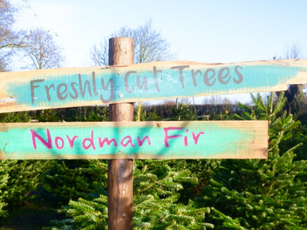 Cut  Your Own Christmas Tree