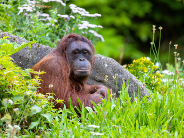 Mujur, one of our Borneo orangutans, sits in the grass and is visible from mid-chest up. She looks at the camera.