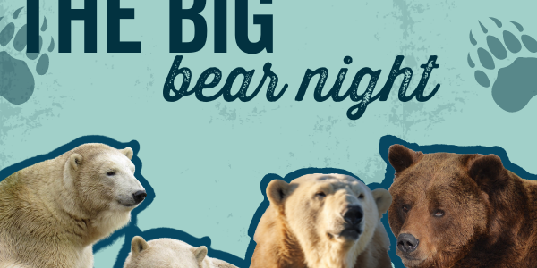 The Big Bear Night