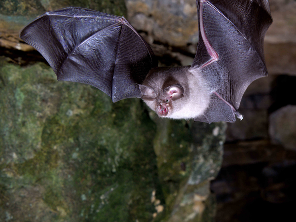 Woodchester Bat Experience