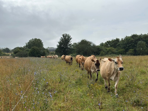 30 Minute Cow Cuddling Experience