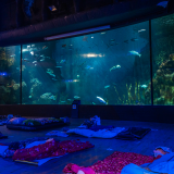 Sleeping with Sharks at The Aquarium