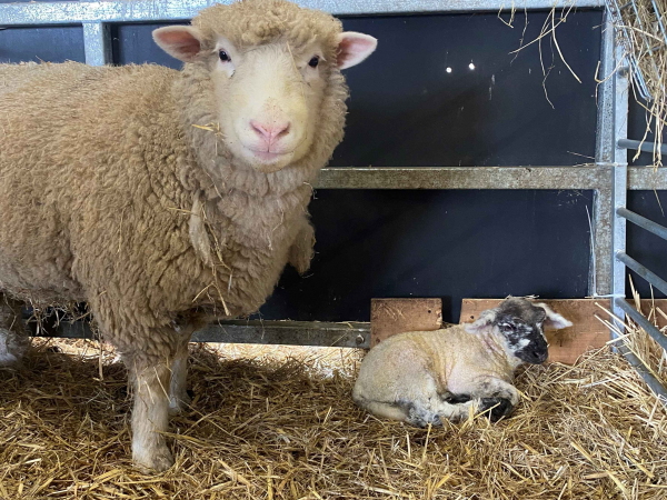 Lamb Feeding